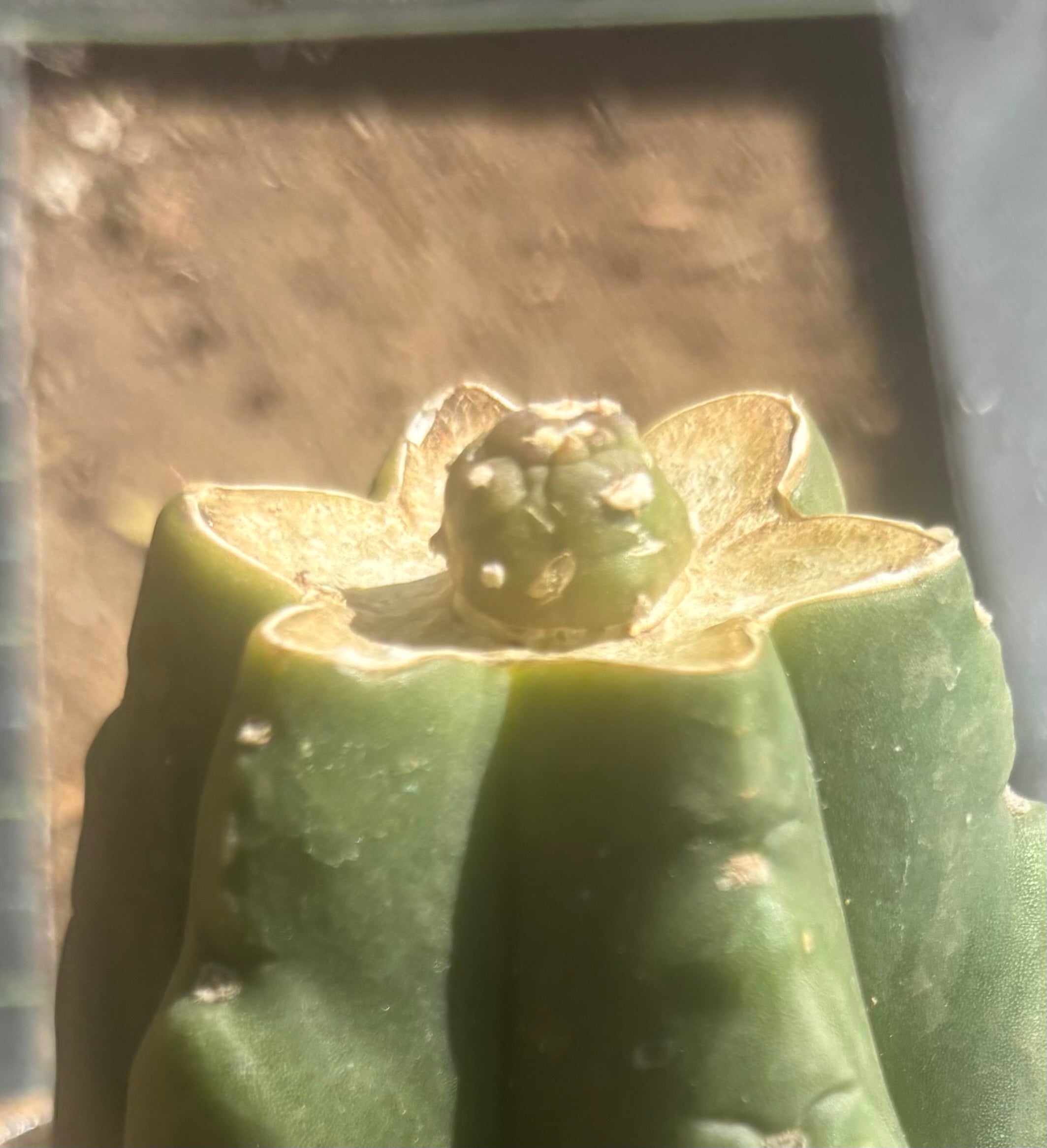 💎👑💎 SCB Again — Pup Graft on Rooted Pierre