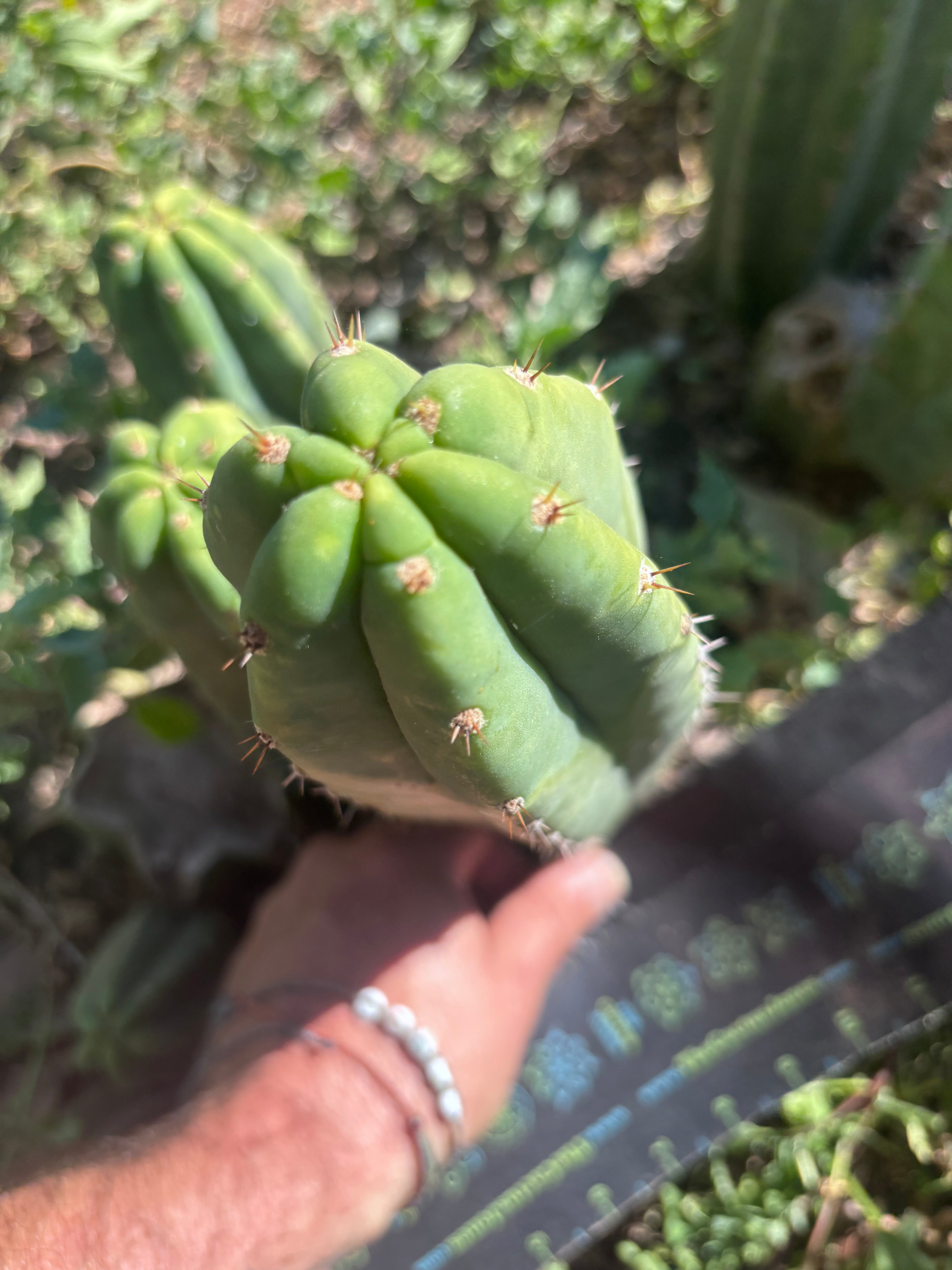 👑🌶️🌶️ Landfill — 11” Pup