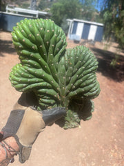 💎👑 TPMC — Large Crests (3)