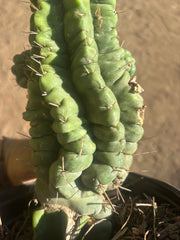 💎👑💎 Havran — Established Multi-Pup Graft on PC