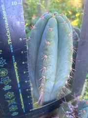 💎👑 Papa Smurf — FAT 9.5” Tip