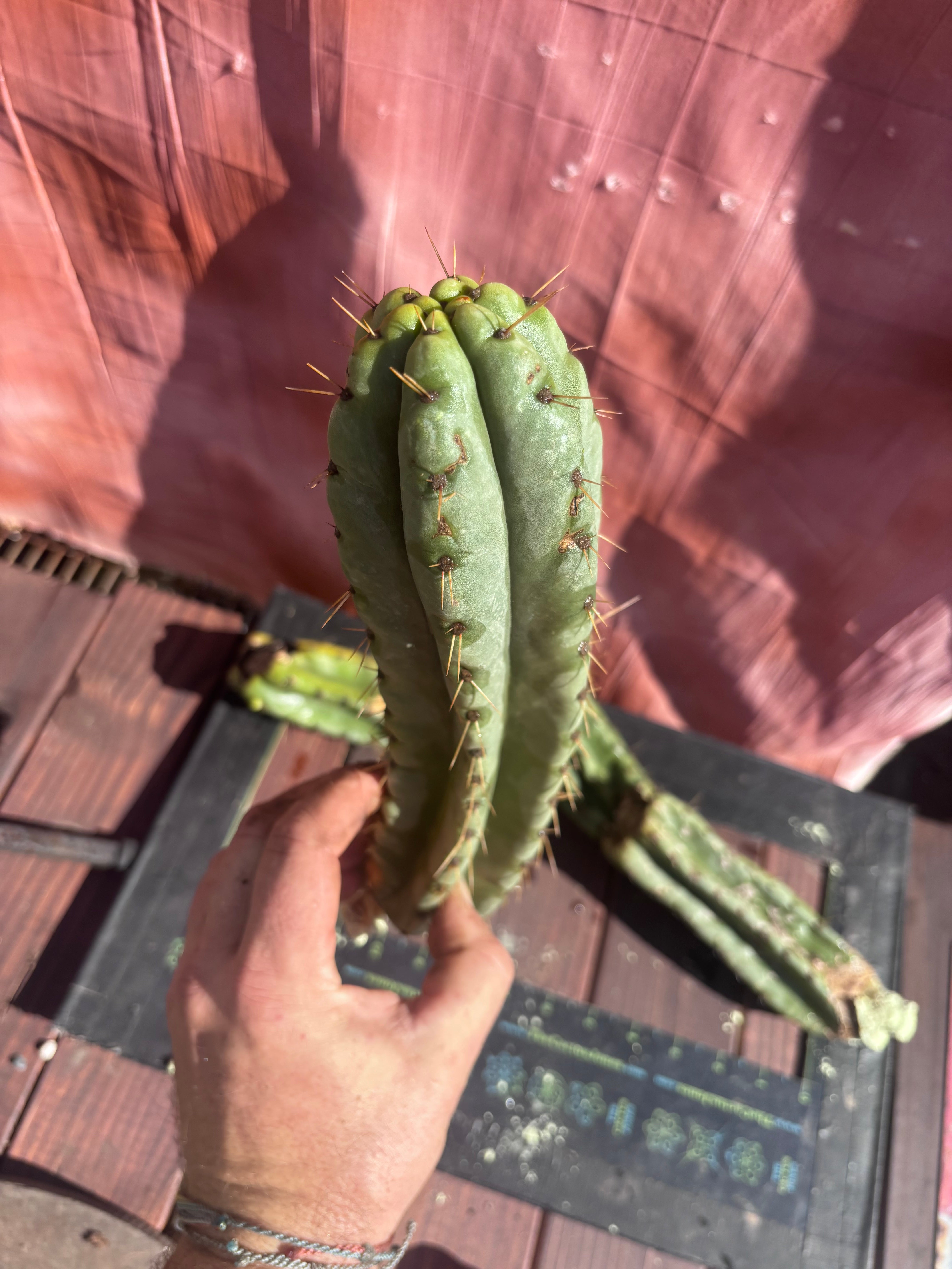 👑🌶️ Yowie — 24” Total