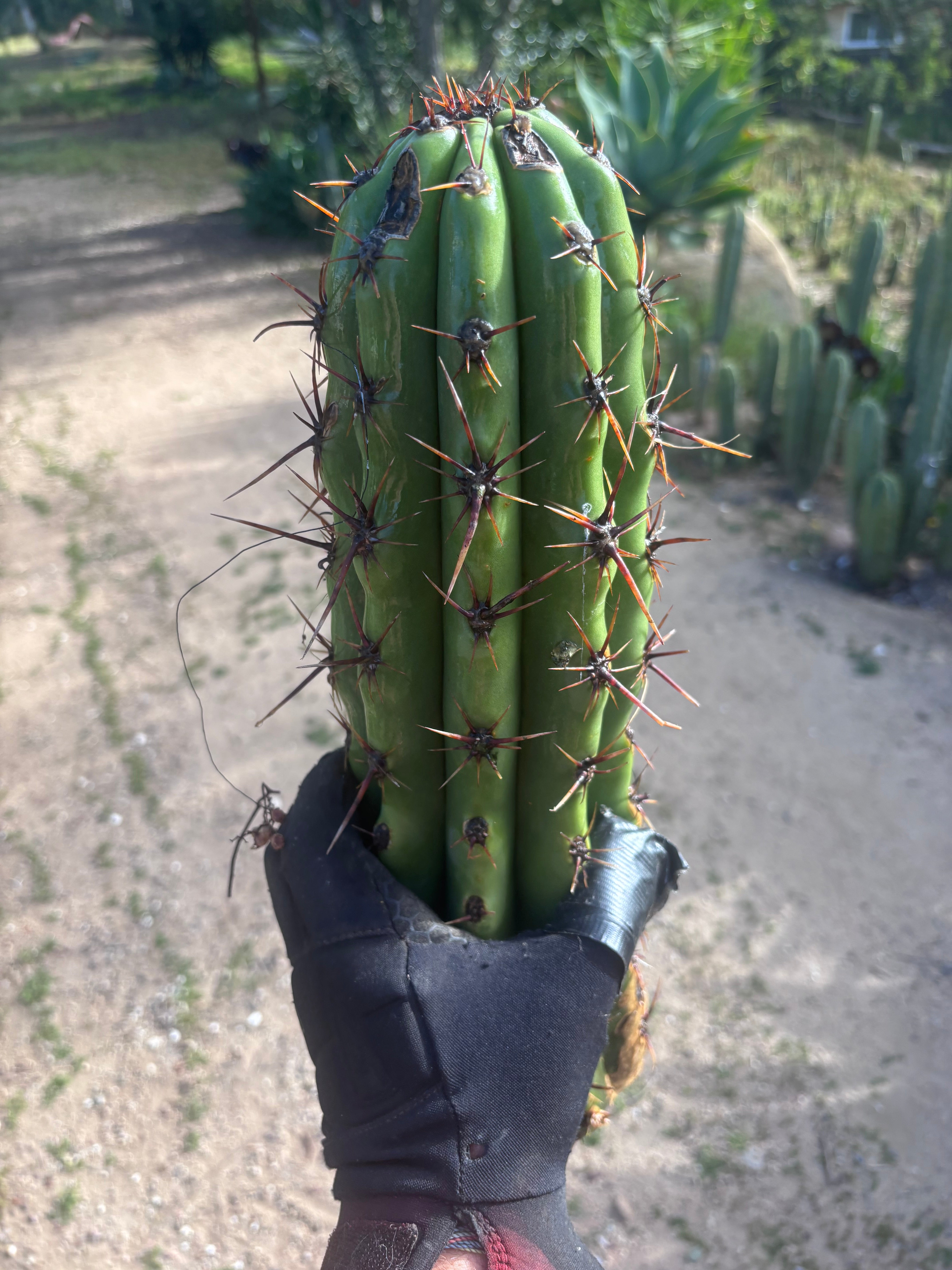 Tacaquirensis — Massive 16” Tip