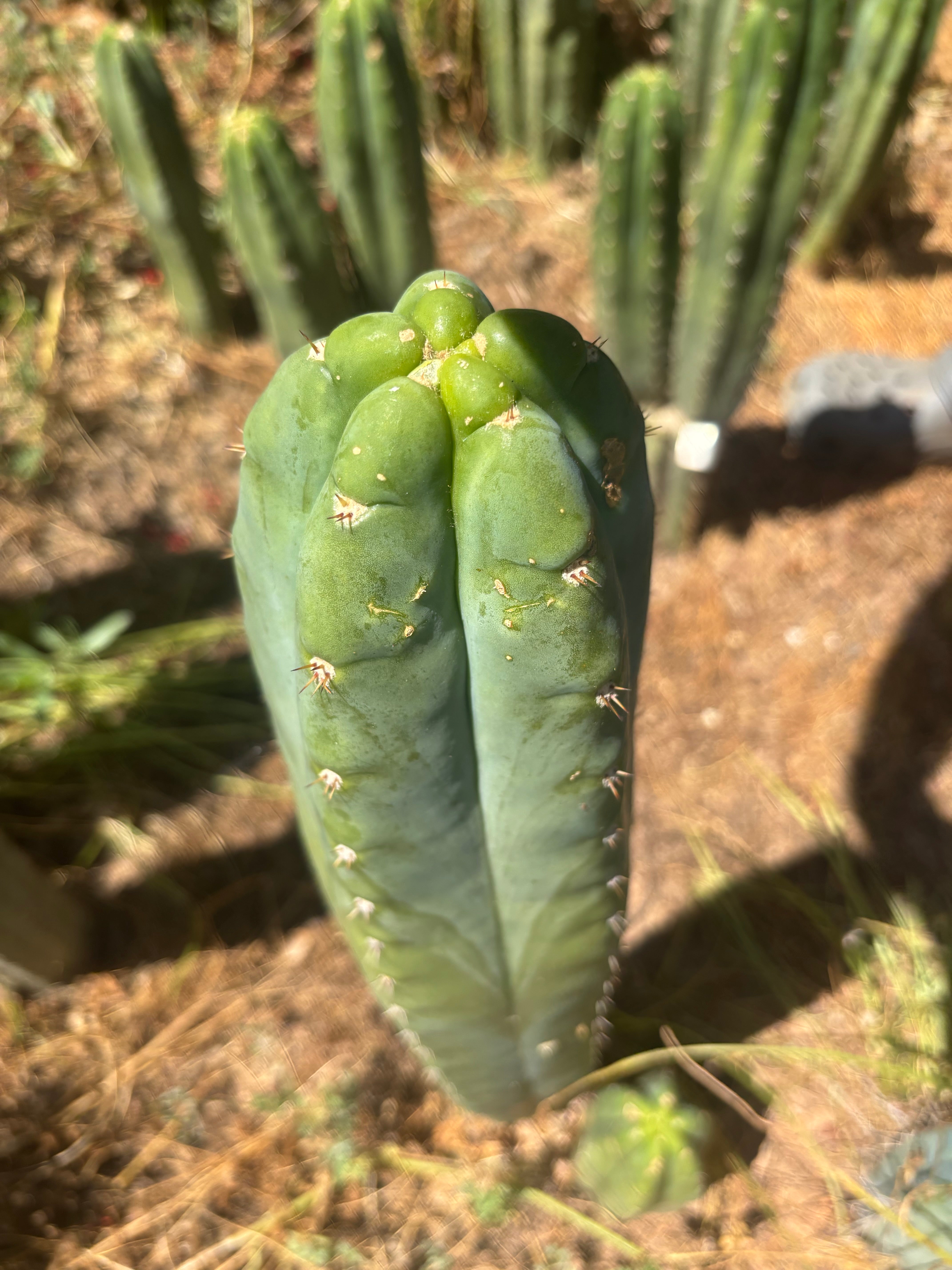 💎👑🌶️ Bob’s Colossus — Beefy 11” Tip