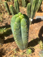💎👑🌶️ Bob’s Colossus — Beefy 11” Tip