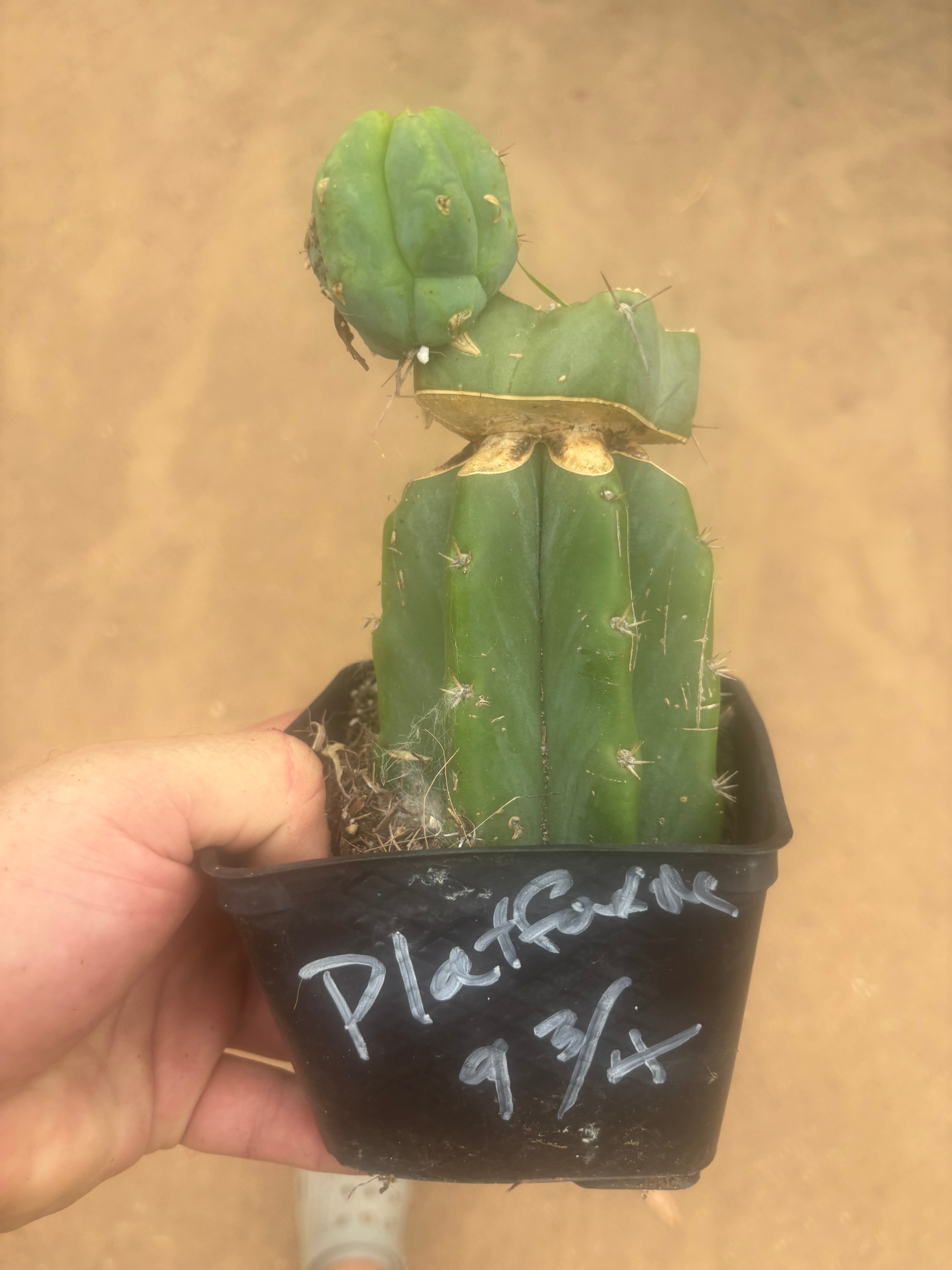 💎👑🌶️ Platform 9 3/4  — Established Puck Graft w/ Pup on Rooted PC