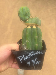 💎👑🌶️ Platform 9 3/4  — Established Puck Graft w/ Pup on Rooted PC