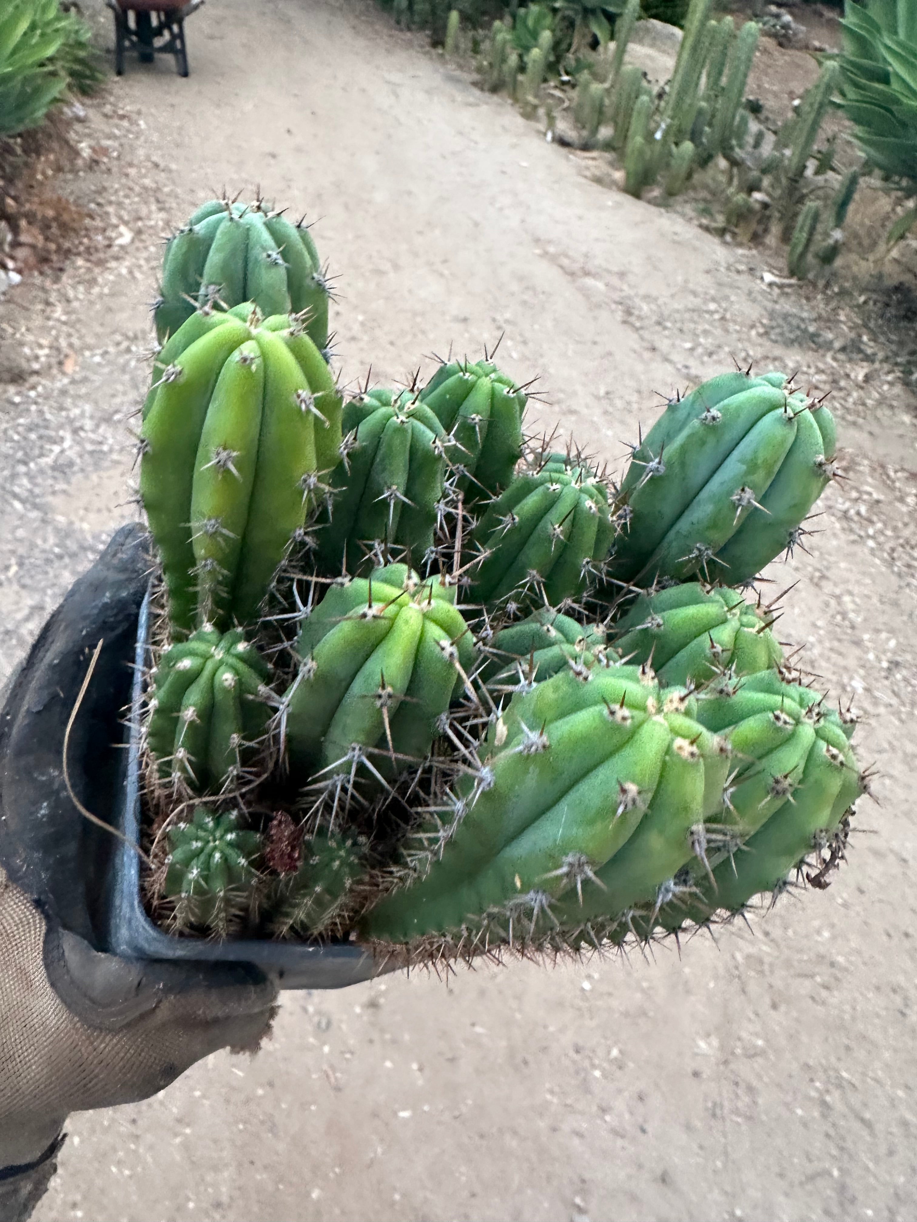 Latest Seedlings! Ventucky Blue x Fillmore