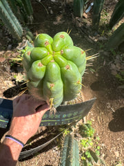 🌶️ 0201 — XL 12” Tip