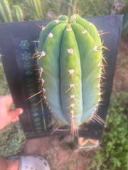 💎👑🌶️ CGG — MASSIVE 17” Melon