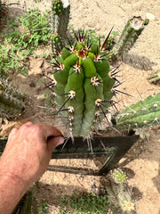 Chalaensis — 11” Tip