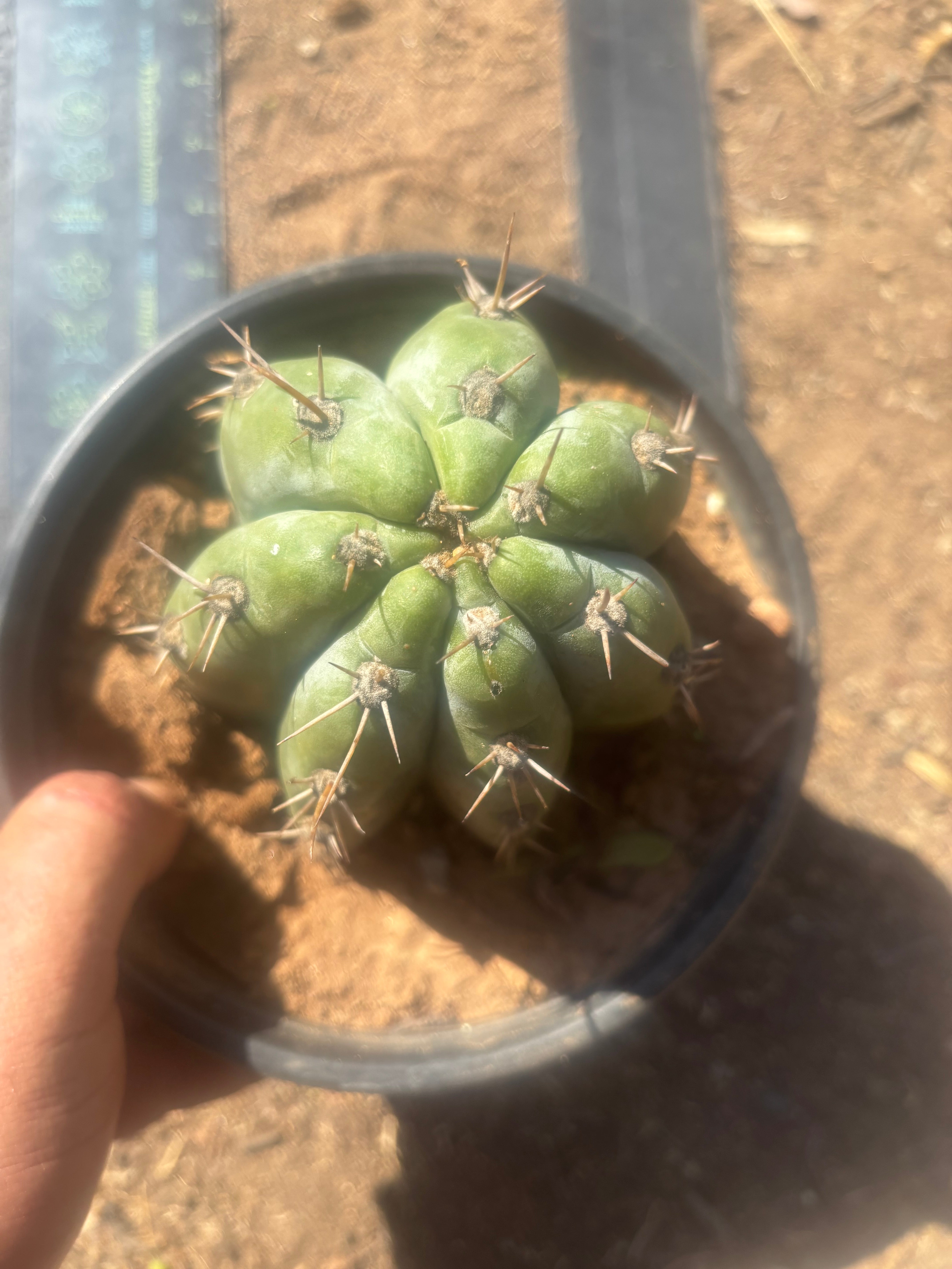 👑 TSSBP — Rooted Tip