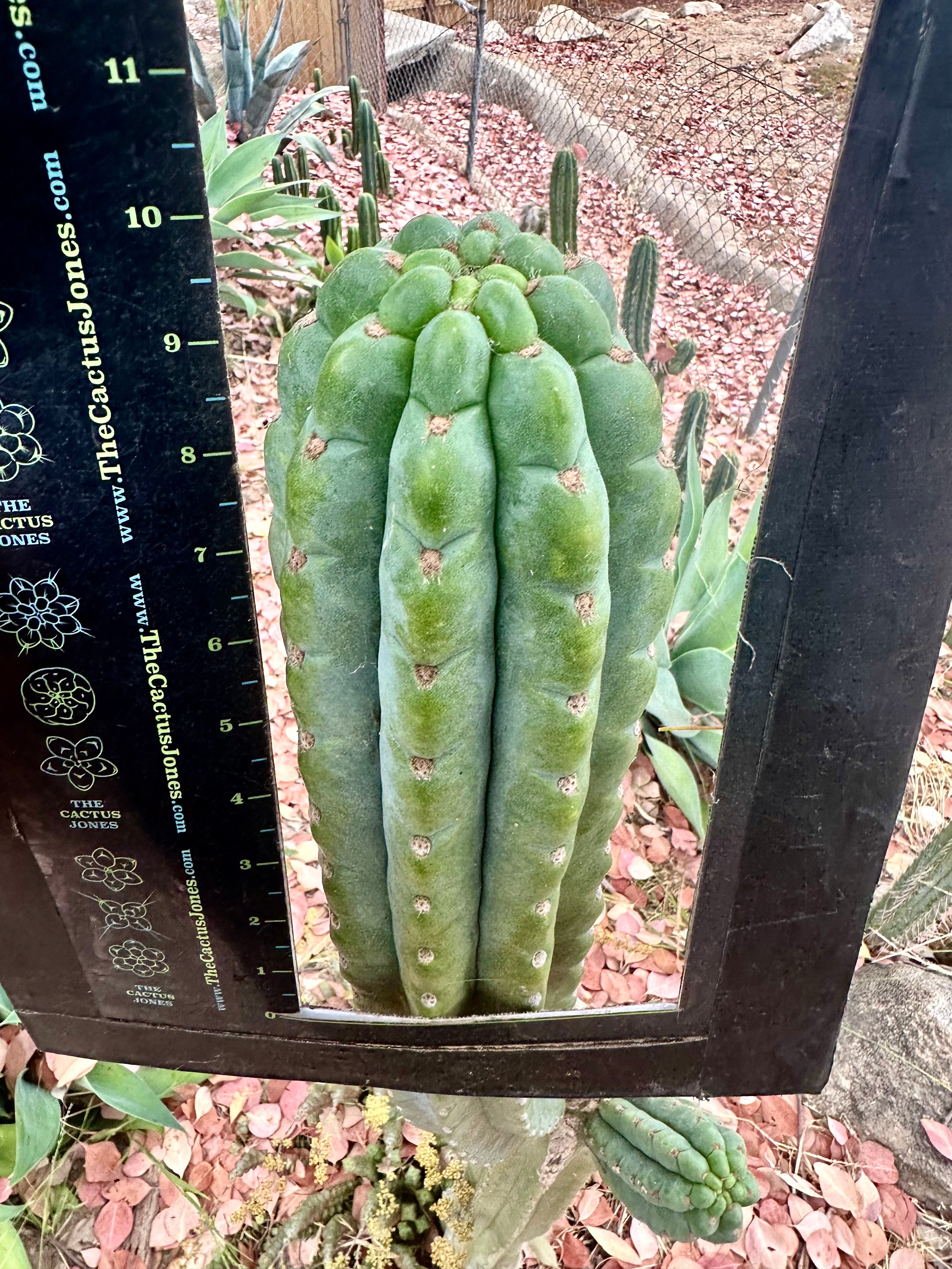 💎👑🌶️ Ichoca — 10” BEAST Tip