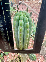 💎👑🌶️ Ichoca — 10” BEAST Tip