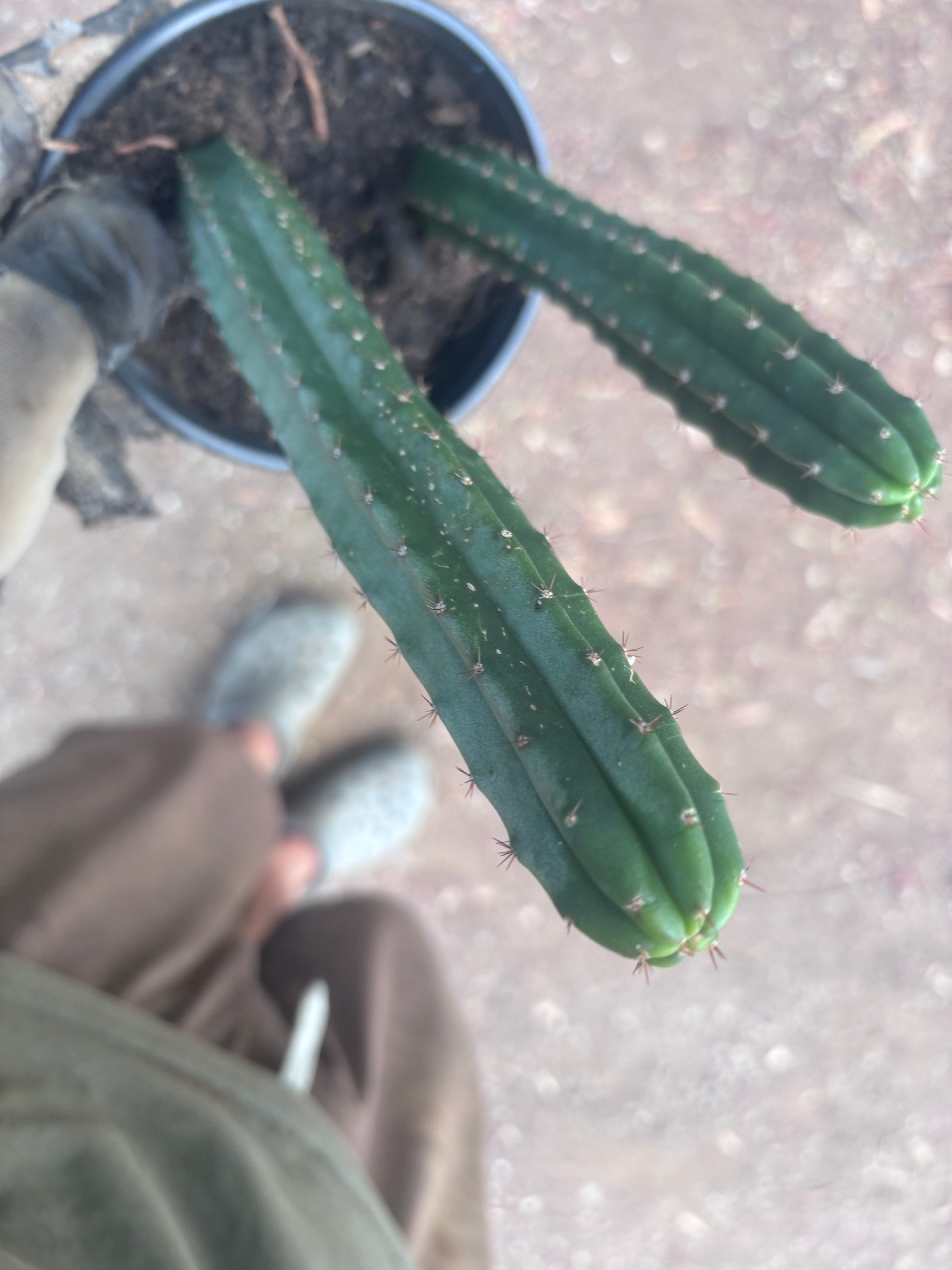 SS02 x Ogun — 2 Yearlings