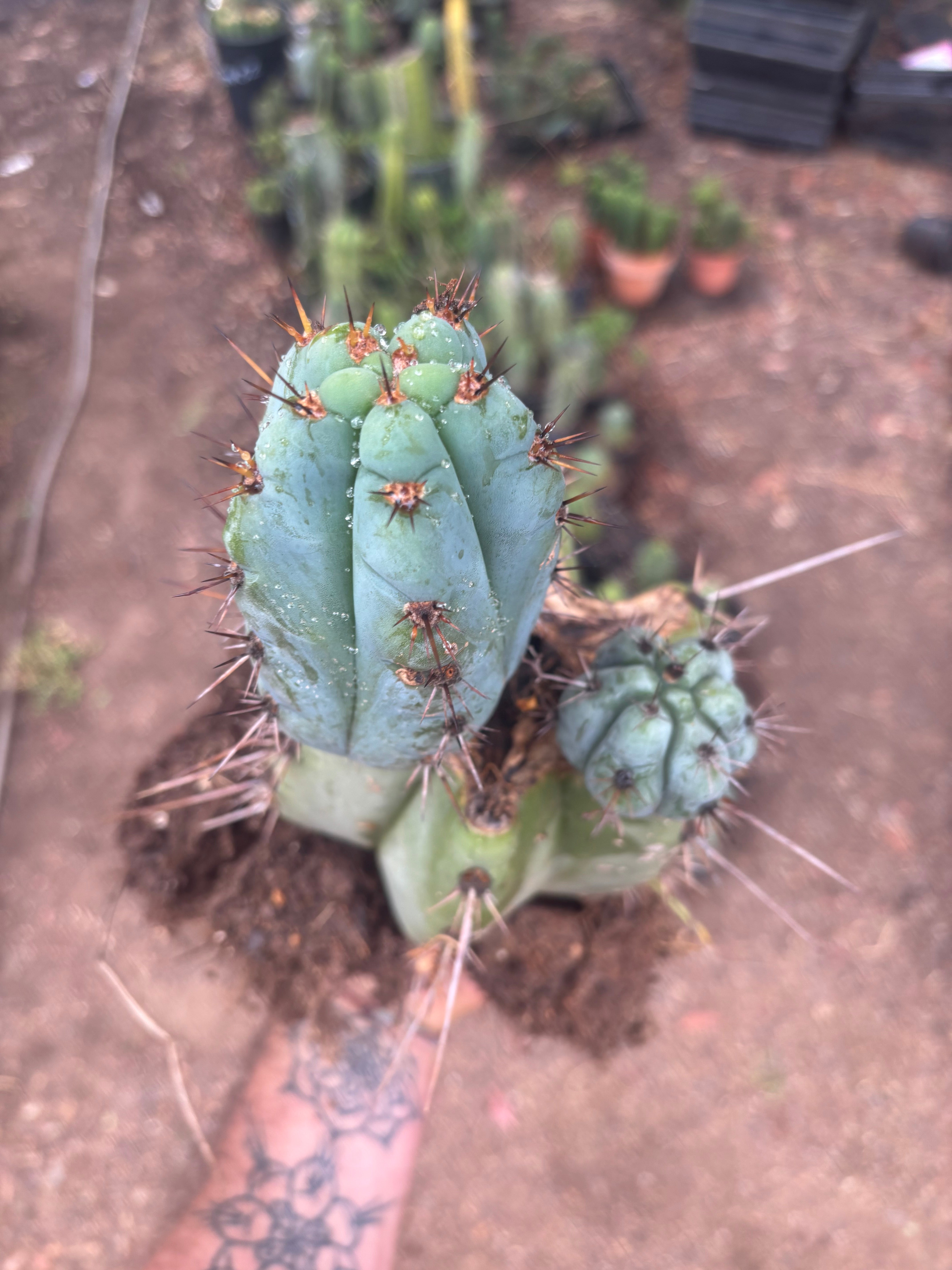 💎👑💎 Papa Smurf — *Hefty* Rooted Mid w/ Pups