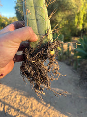 👑🌶️🌶️ Eileen — Rooted 11” Tip