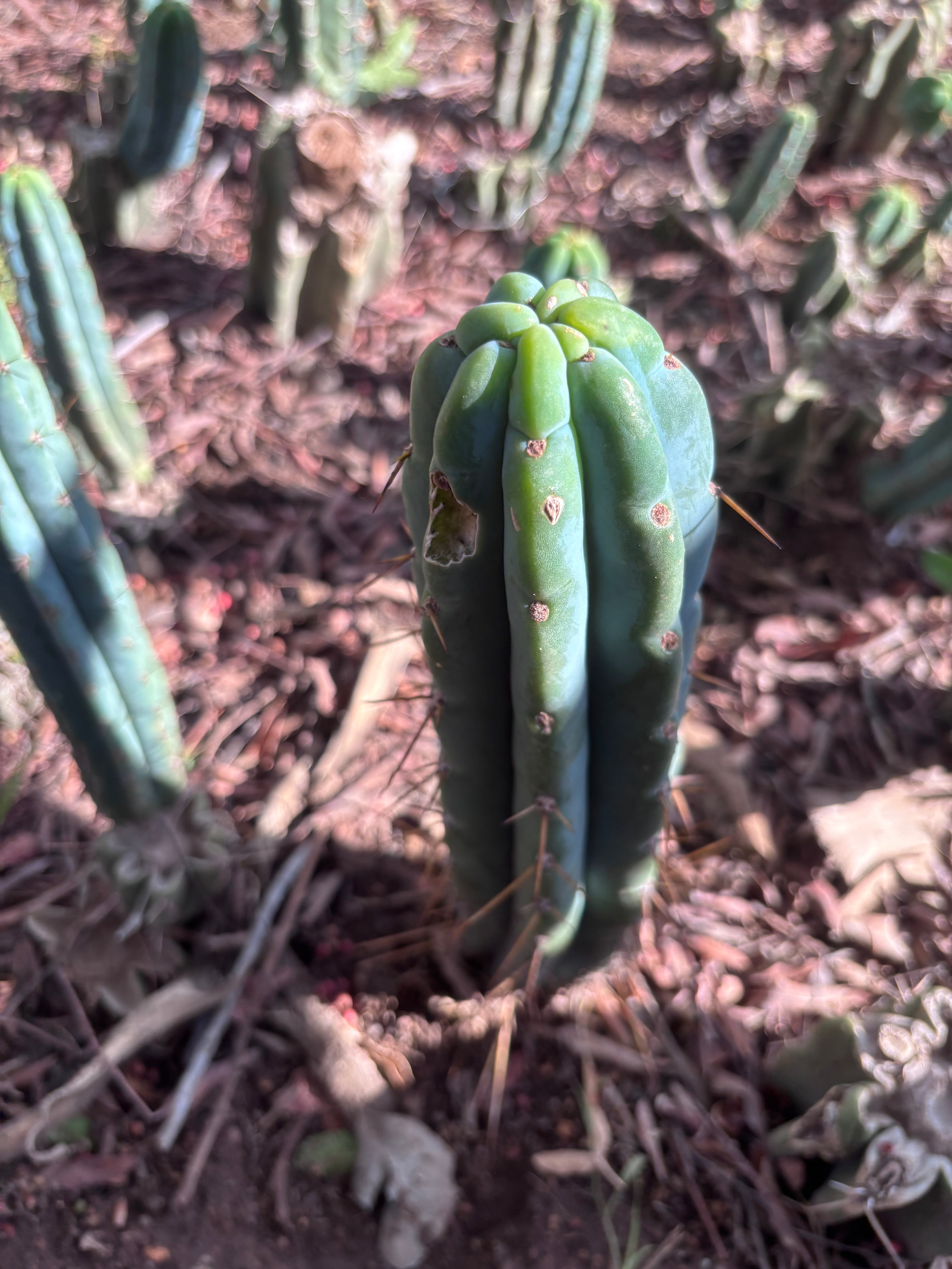 👑🌶️🌶️ Pala! — 8” Tip