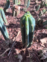 👑🌶️🌶️ Pala! — 8” Tip