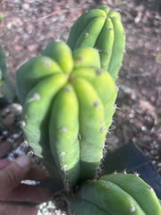 👑🌶️🌶️ Landfill — 8” Pup