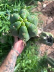👑💎🌶️ Yowie — Beefy XL 15” Pup