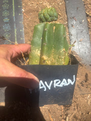 💎👑💎 Havran — Pup Graft on Rooted PC