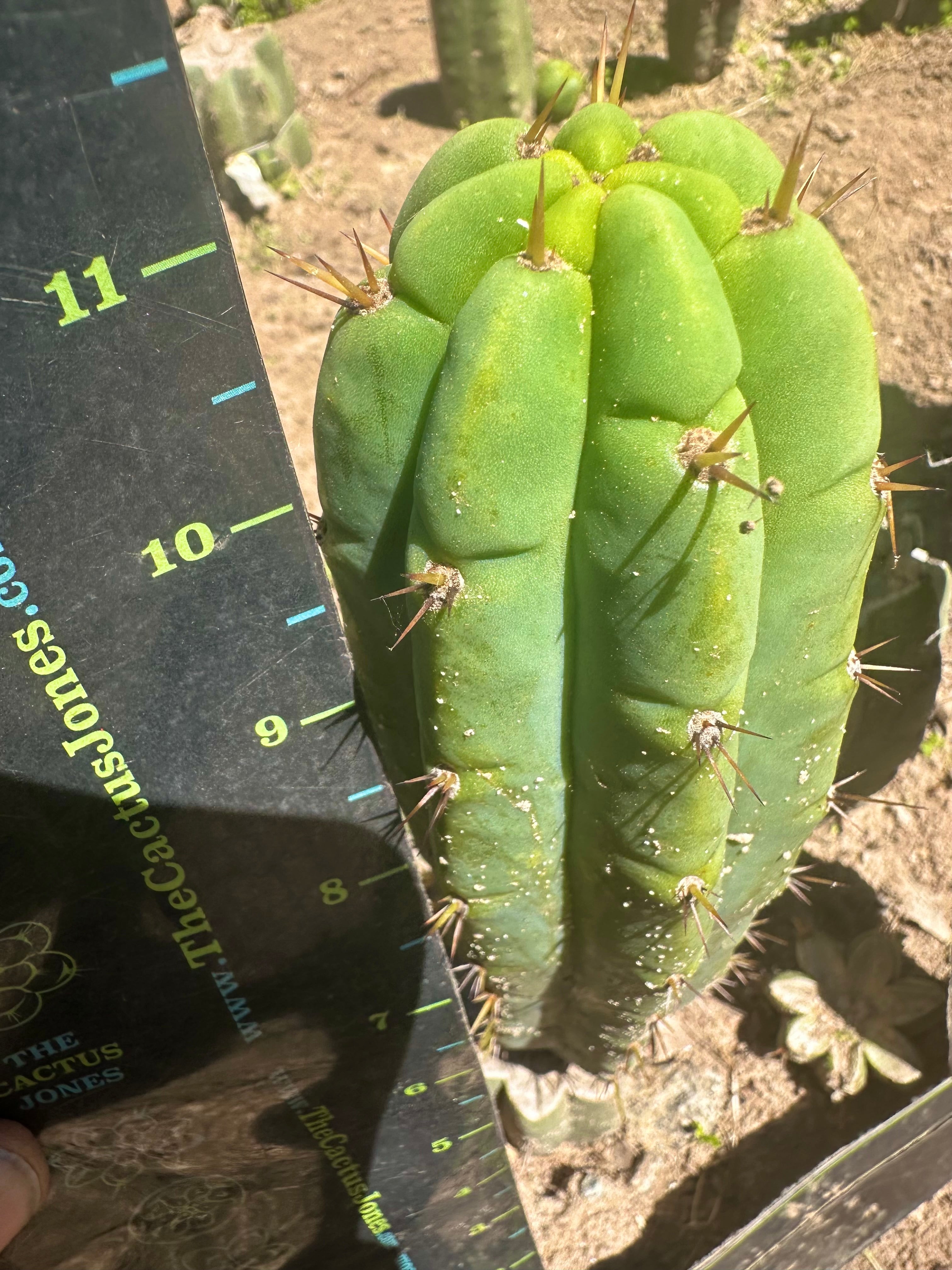 💎👑🌶️🌶️ Austy’s Bomb (TNT) — 11” Pup