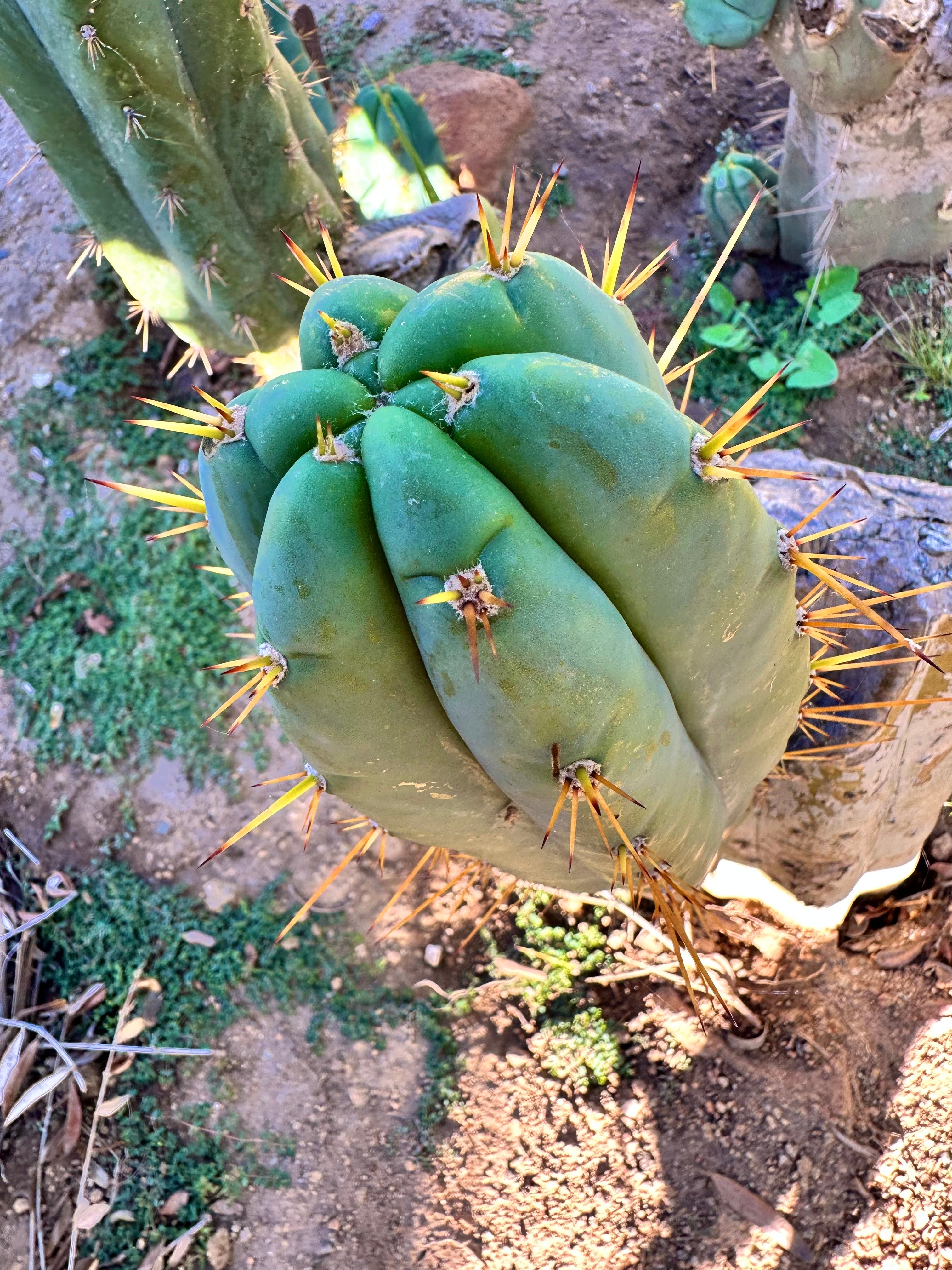 👑 Lotusland Huanu — FAT 10” Pup