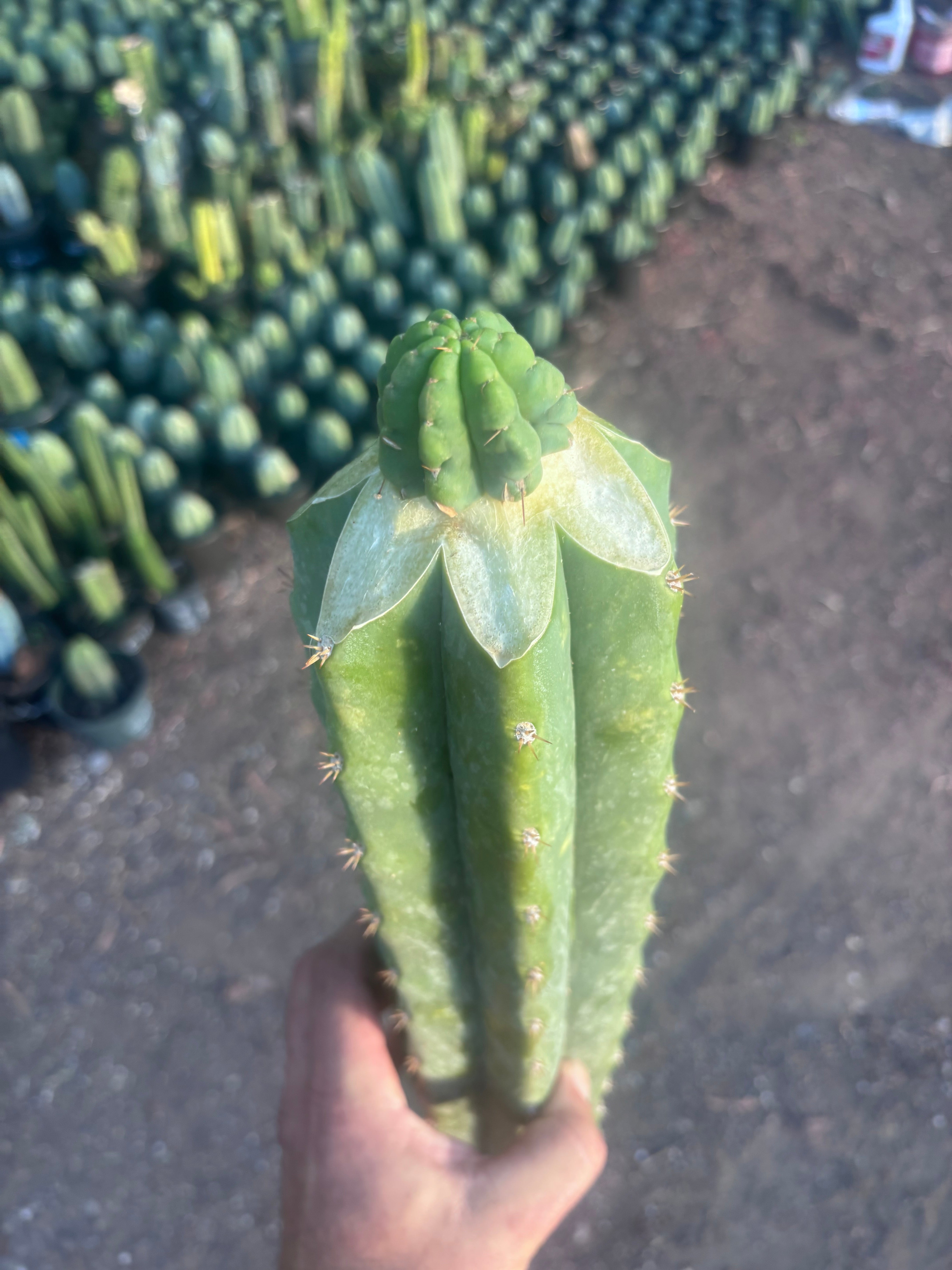 💎👑💎 Havran — Graft on Massive XL Stock