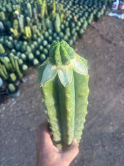 💎👑💎 Havran — Graft on Massive XL Stock