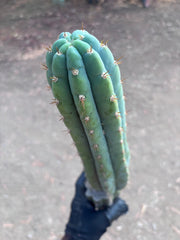 👑🌶️ Ventucky Blue — 16” Tip