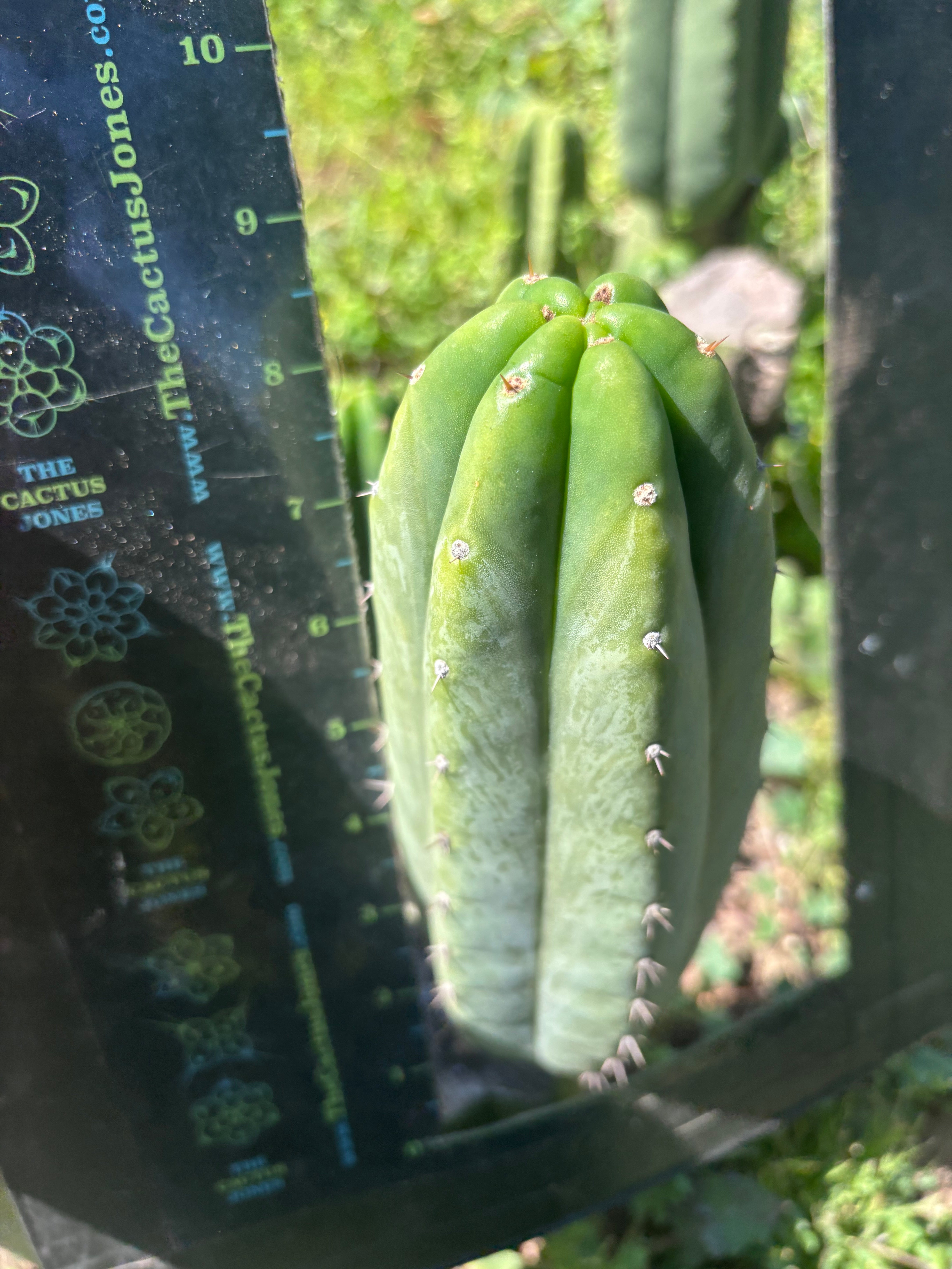 👑🌶️🌶️ Landfill — Another 9” Pup