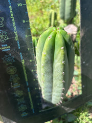 👑🌶️🌶️ Landfill — Another 9” Pup