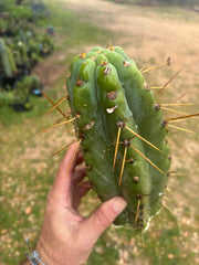 💎🌶️🌶️ NOM — Beefy 12” Tip