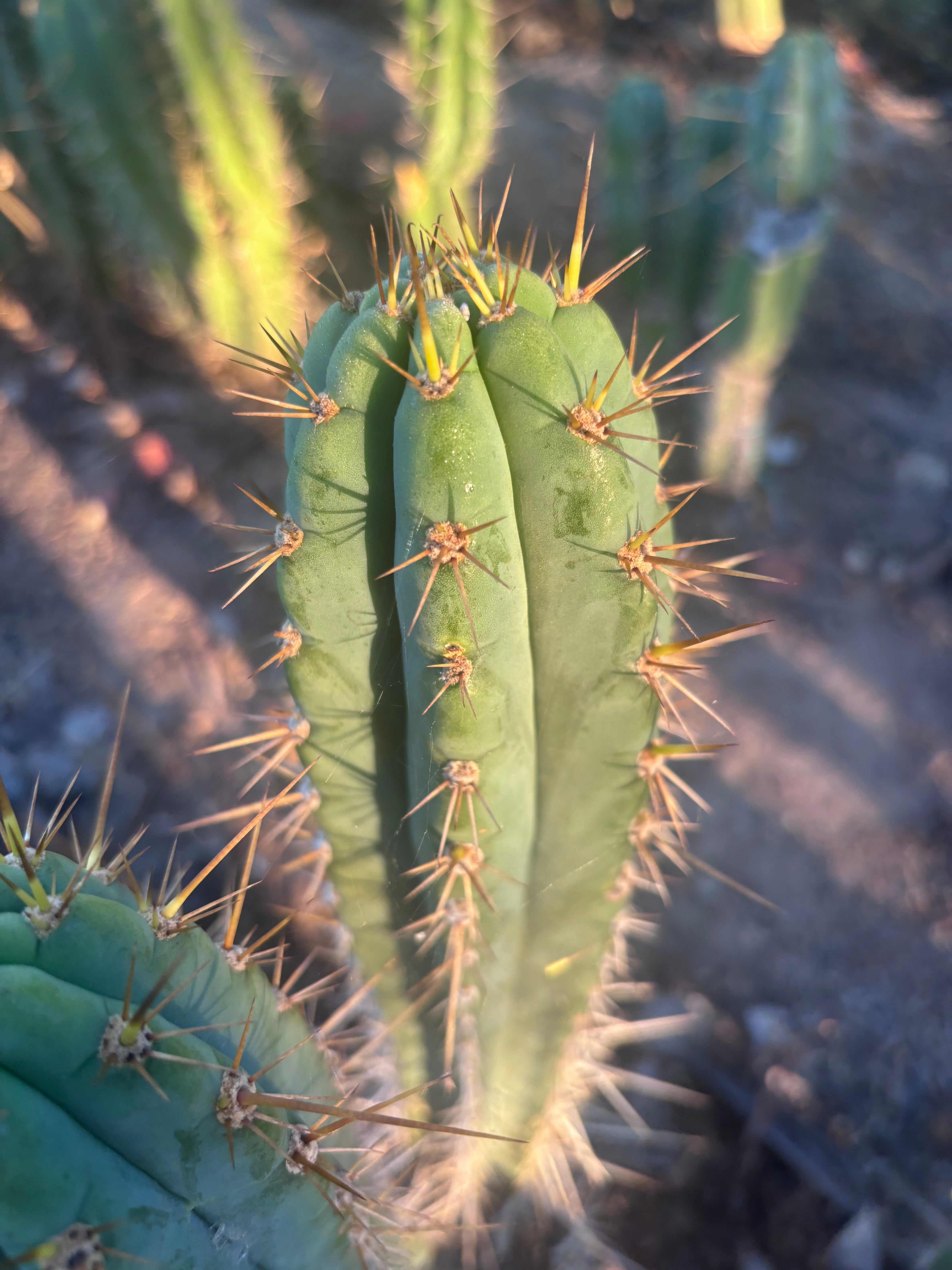 👑🌶️ Zalidus — XL 14” Tip
