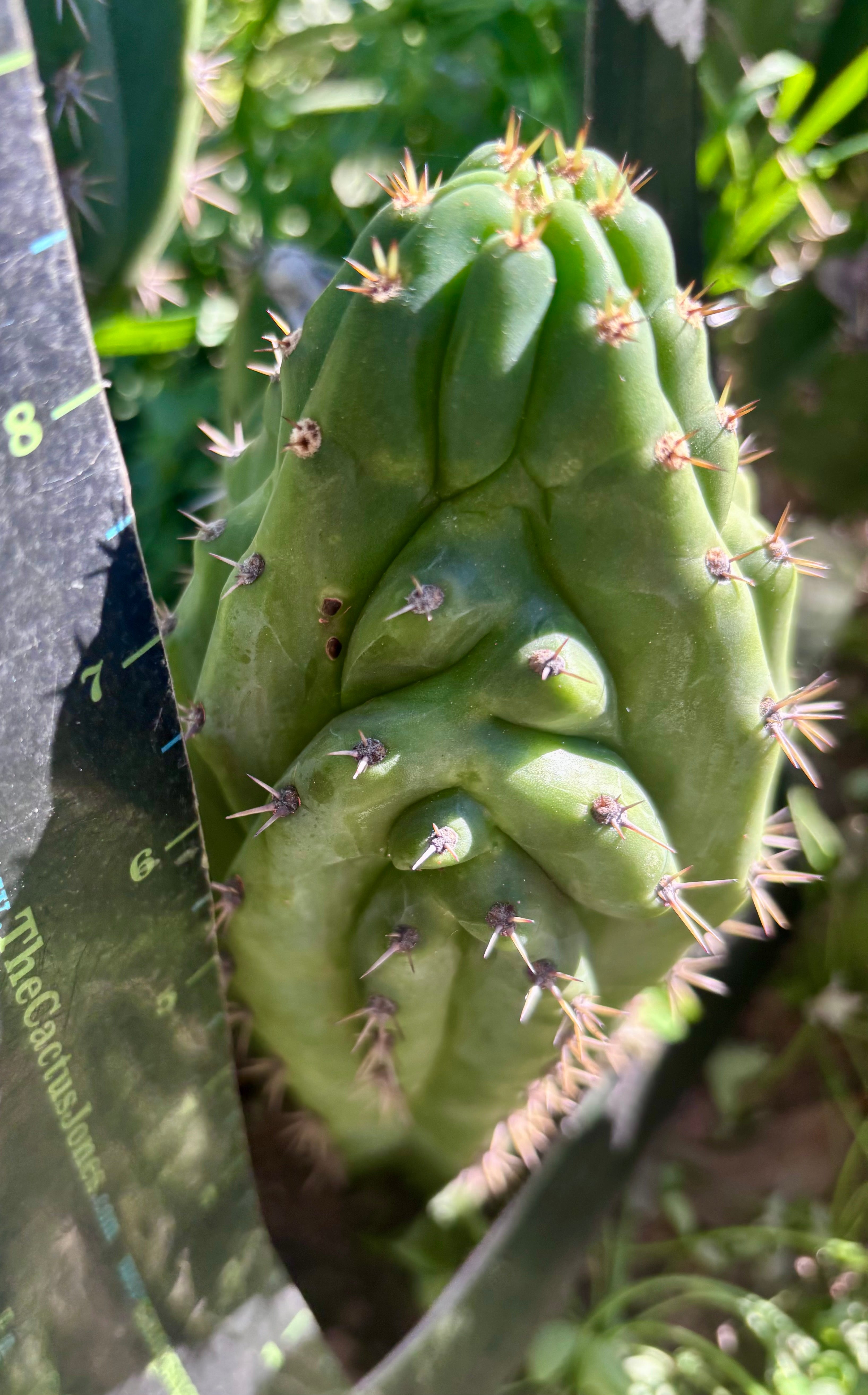 👑🐦‍⬛ RJ’s Clone — 9” Tip