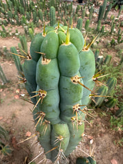 Colossus x Clyde  — XL 14” Tip