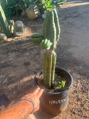 💎👑💎 Havran — Biggest Rooted Graft Ever!