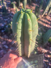 👑🌶️ Malo4 (F2)  — Fat 10” Tip