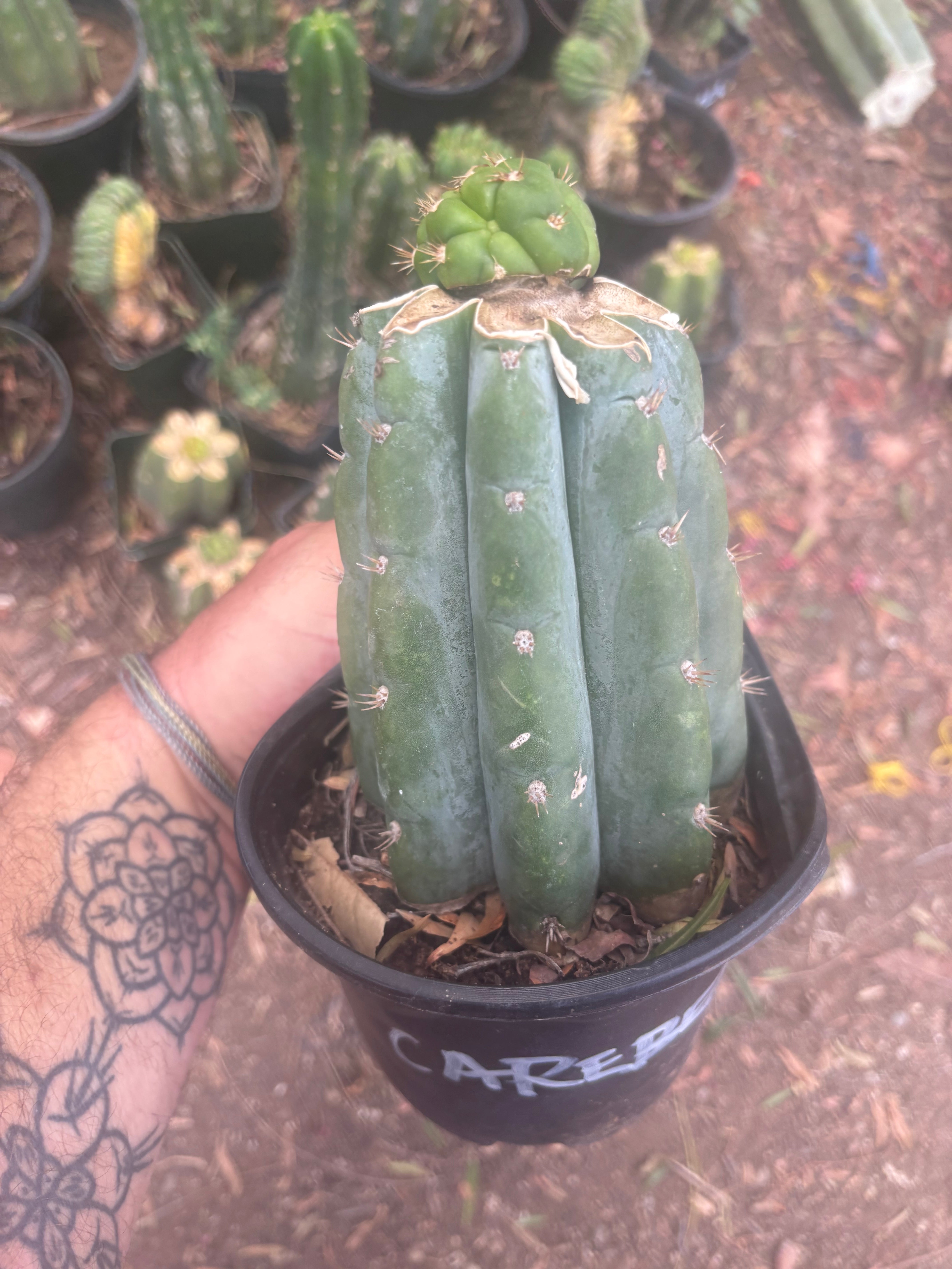 💎👑💎🌶️ CareBear — One More Graft on Rooted Shine01