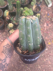 💎👑💎🌶️ CareBear — One More Graft on Rooted Shine01