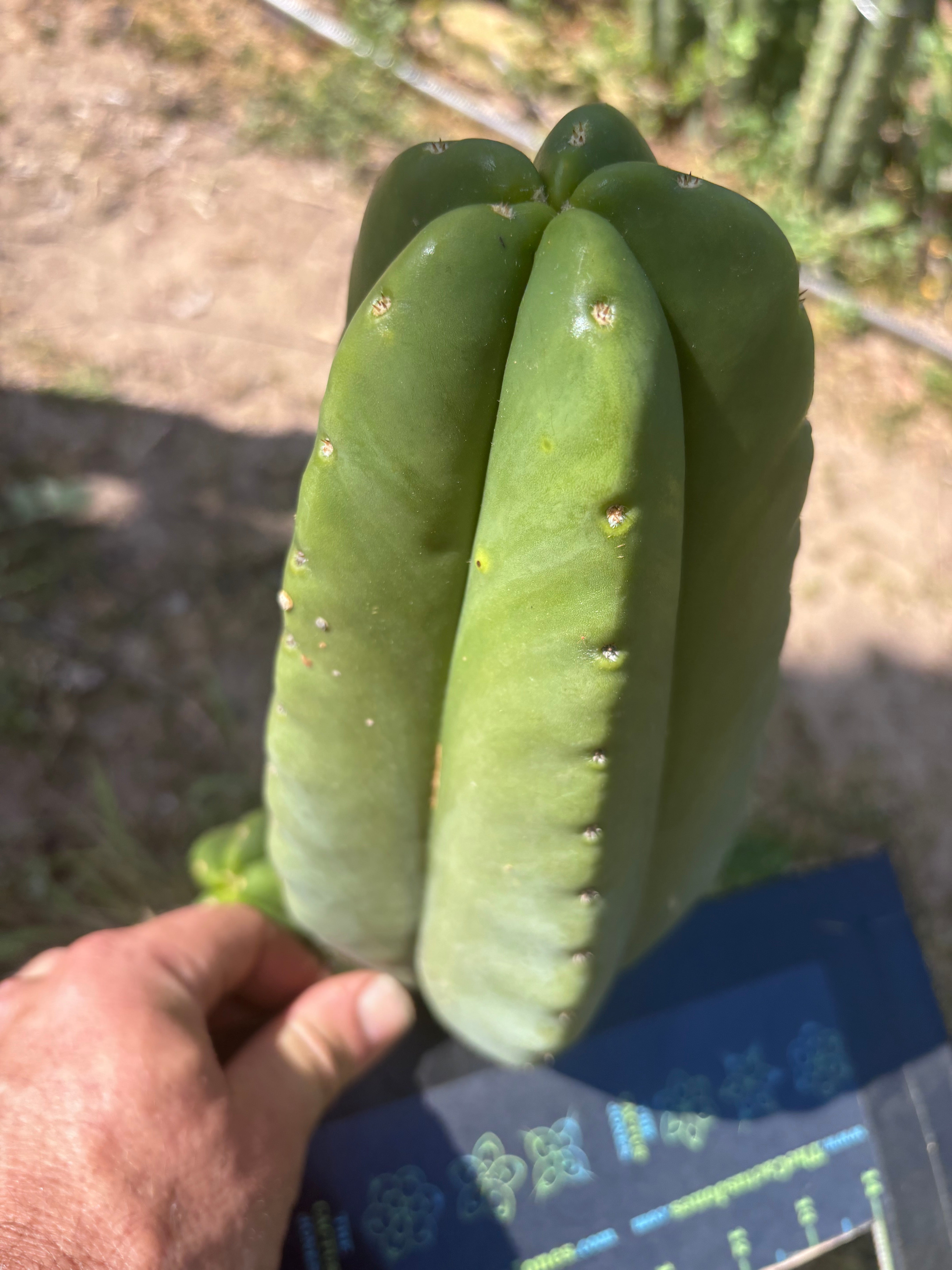 👑 Aussie Scop — 9” Melon Pup