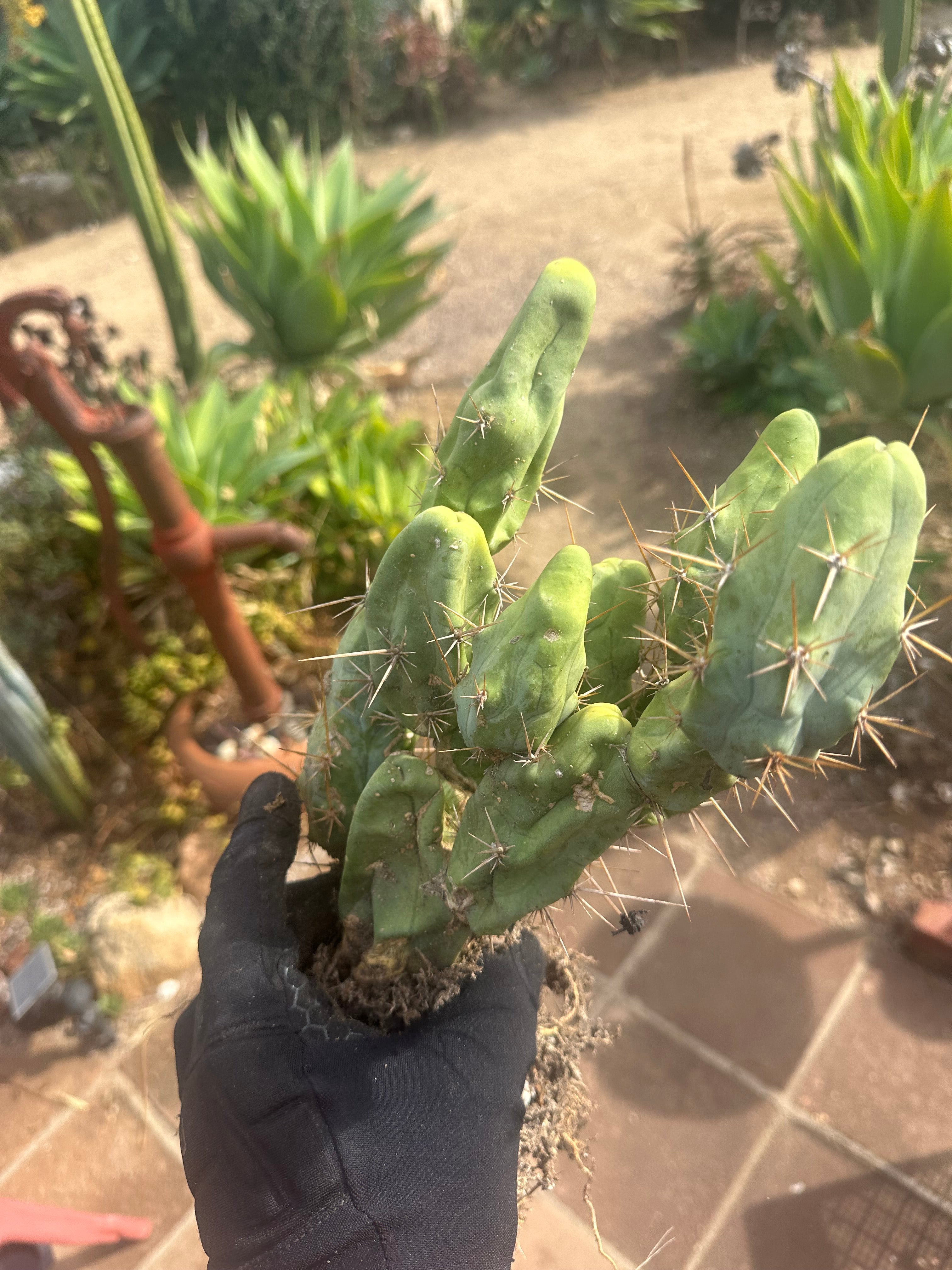 👑🌶️🌶️  TBM  — XXL Rooted Cluster