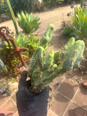 👑🌶️🌶️  TBM  — XXL Rooted Cluster