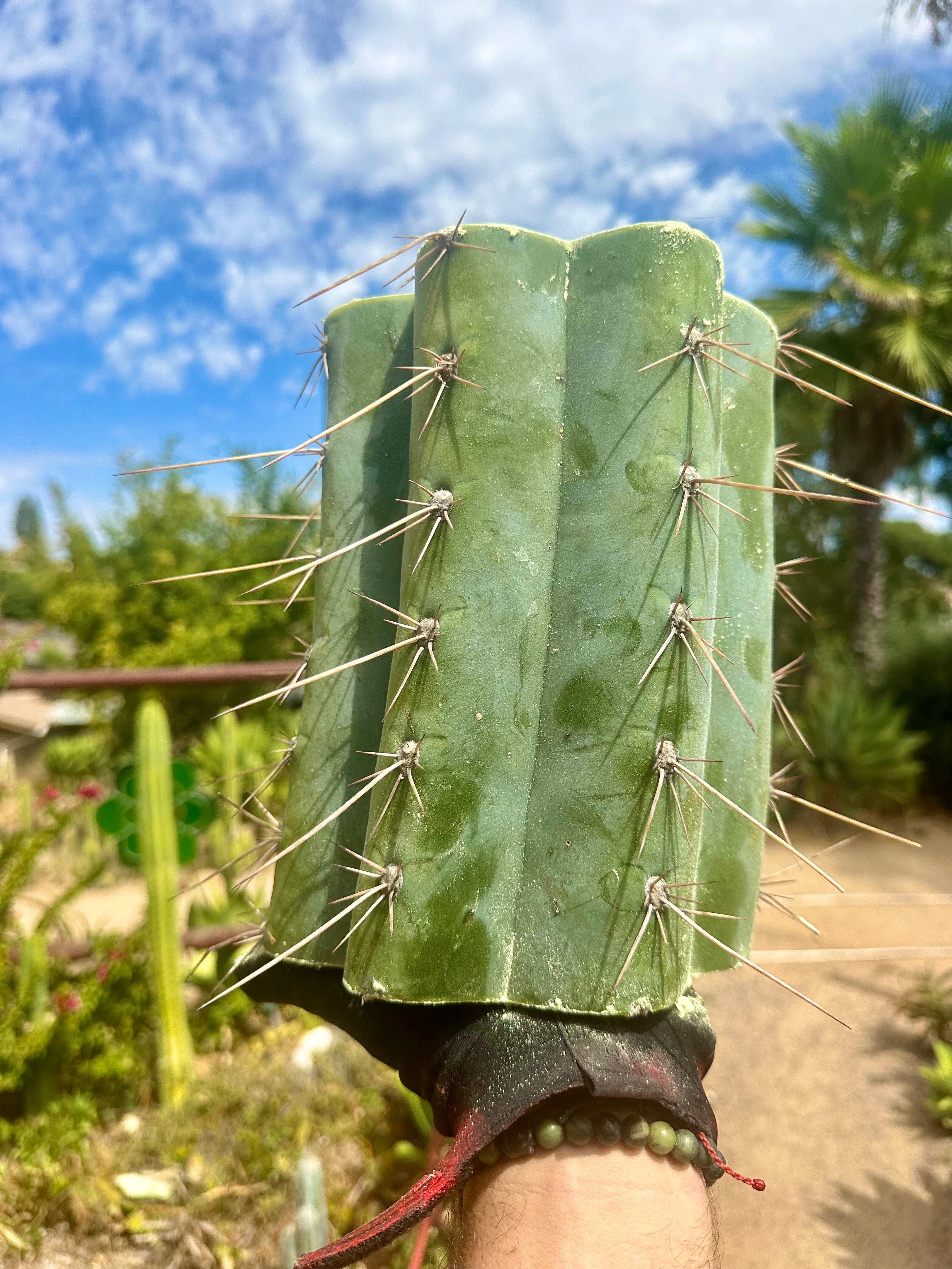 💎👑🌶️ CGG — 10” *MEGA* Mids (7)