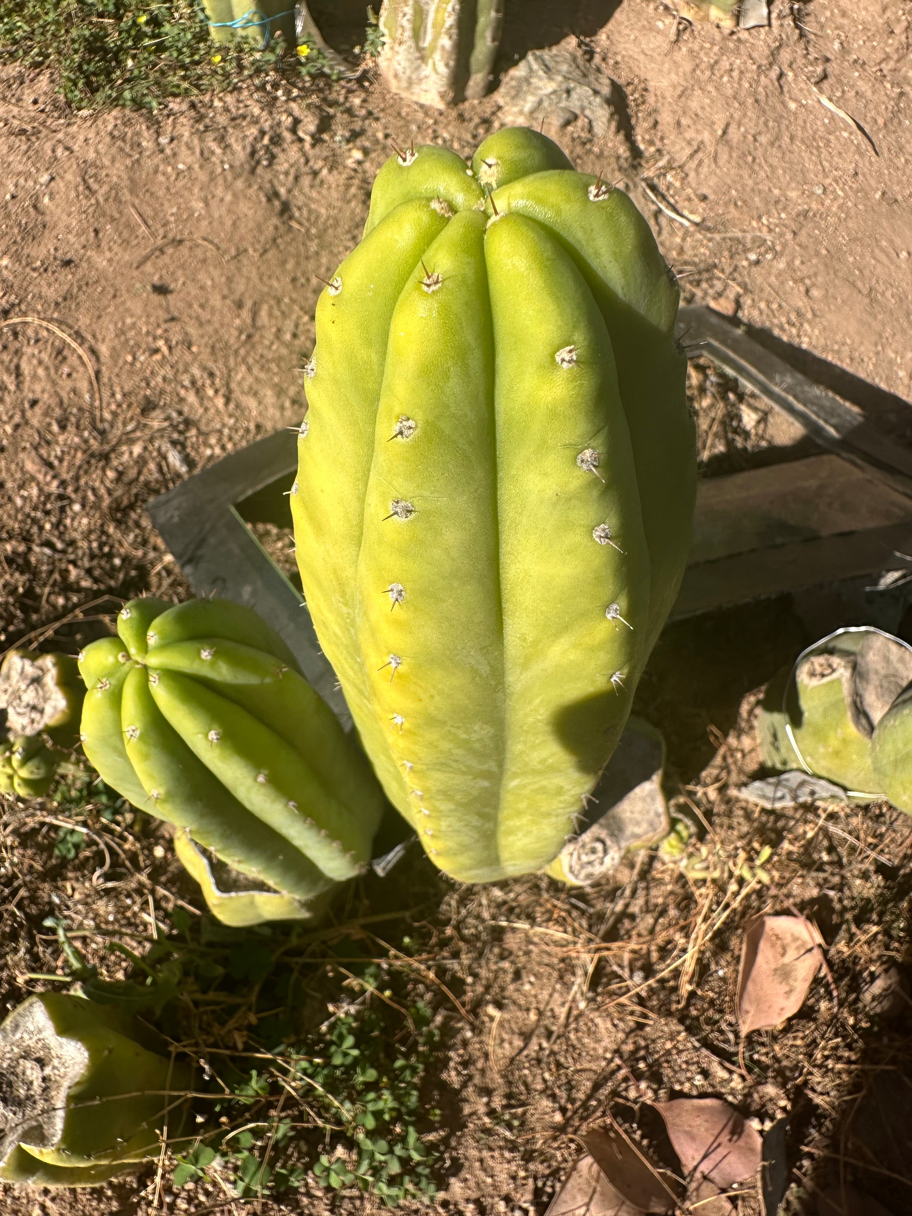 👑🌶️ Maipu — Chonky 10” Pup