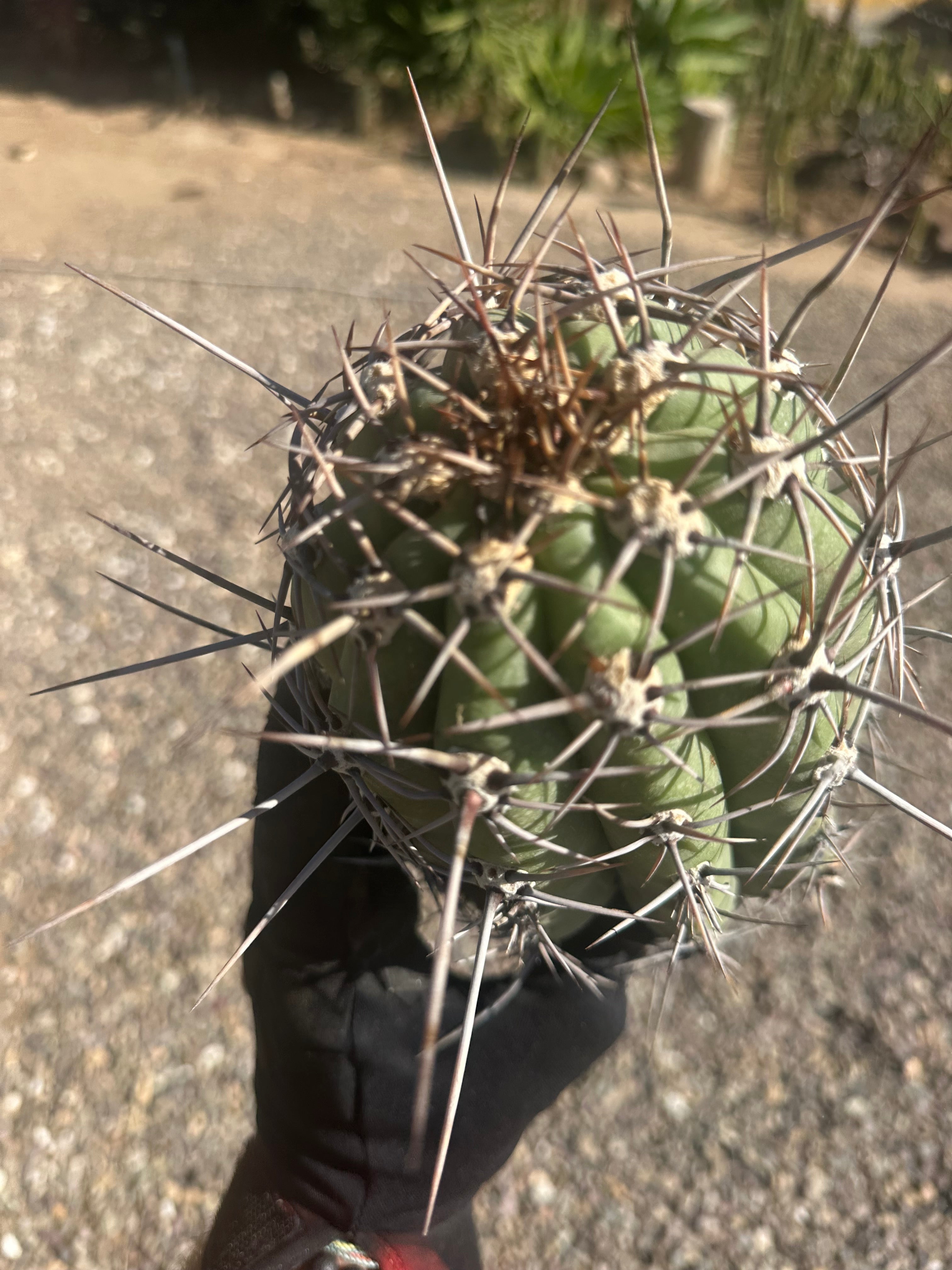 💎⚔️ Taq-Sheckii — Beastly Pups (2)