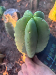 💎👑💎🌶️ Ferah — Fat 8” Pup