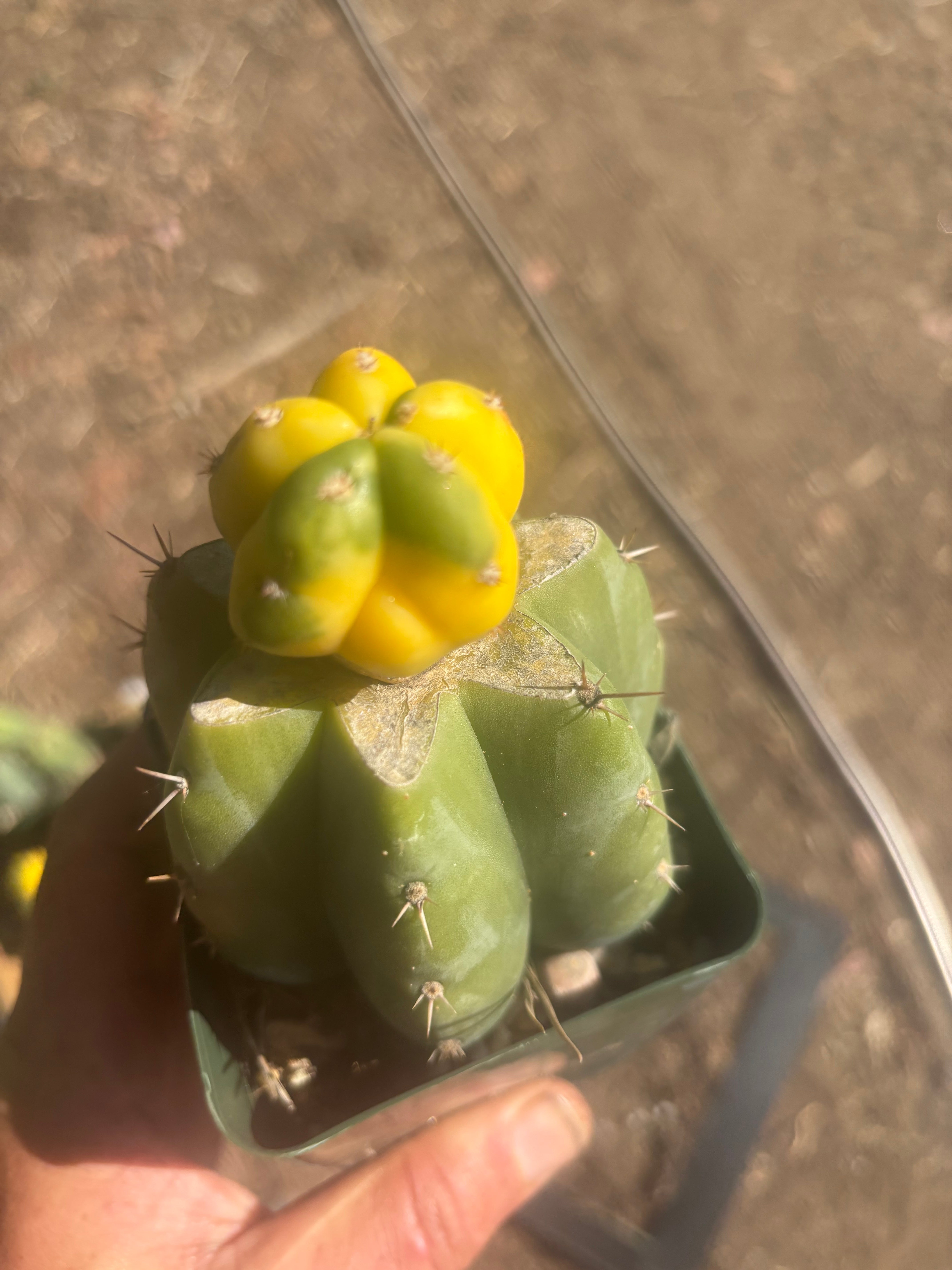 💎🔰 Ferah x Velvet, Vari #3 (FVV3)— Rooted Tip Graft