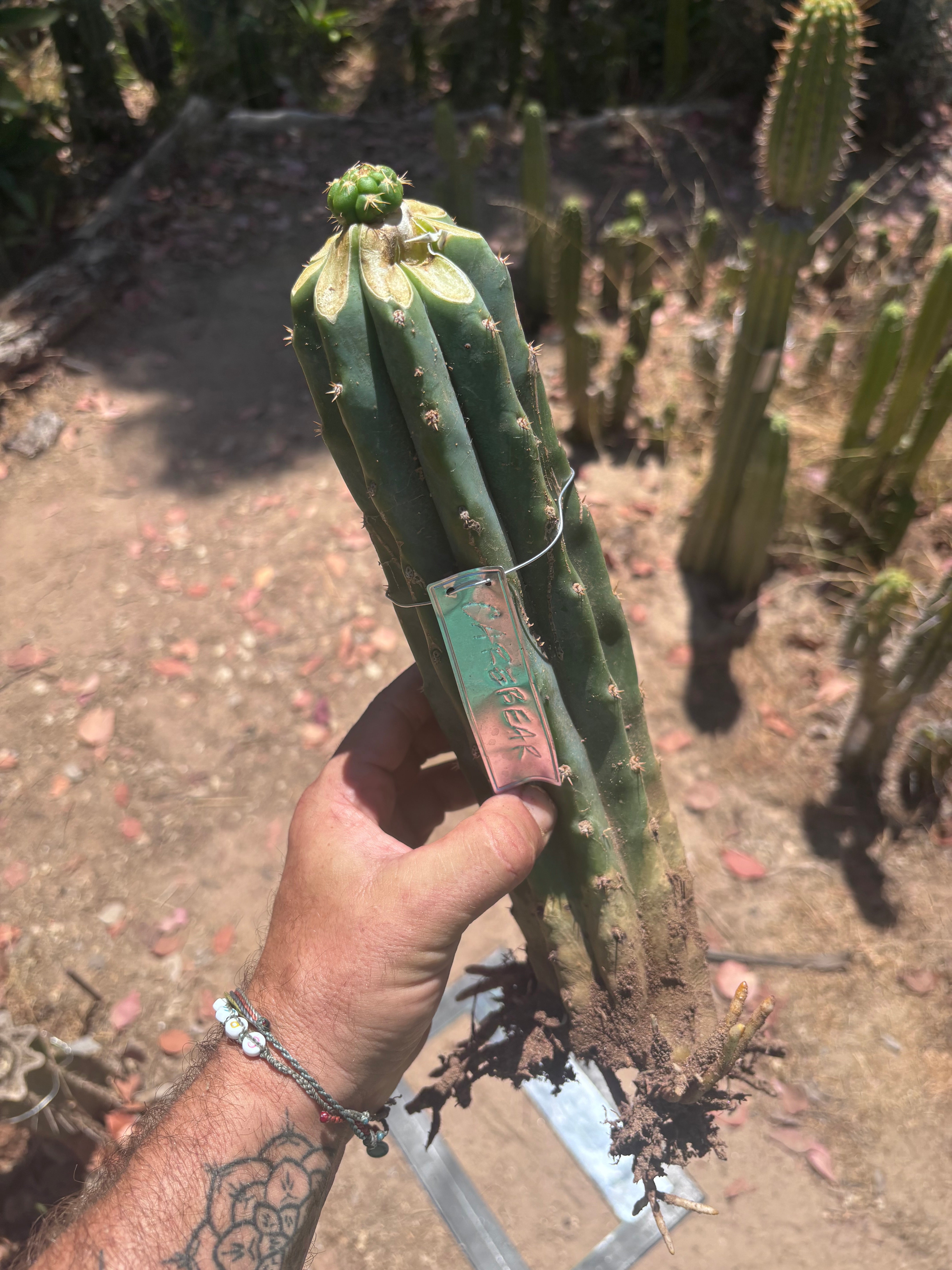 💎👑💎🌶️ CareBear — Fat Rooted Graft